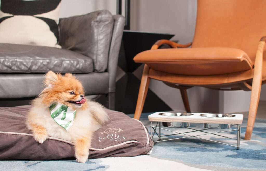 A dog wearing a bandana laying on dog bed inside of a hotel room.